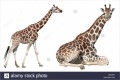 Giraffe Cutout