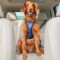 All Safe Dog Car Harness